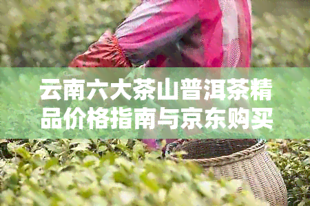 云南六大茶山普洱茶精品价格指南与京东购买渠道分析