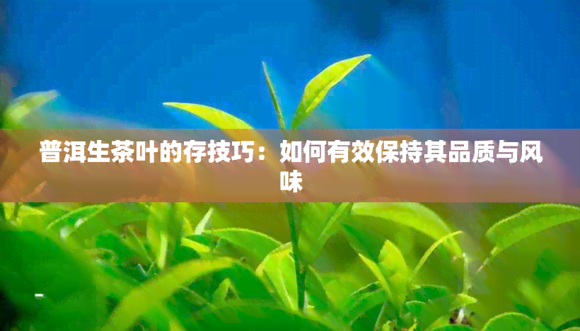 普洱生茶叶的存技巧：如何有效保持其品质与风味