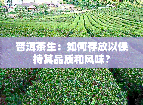 普洱茶生：如何存放以保持其品质和风味？