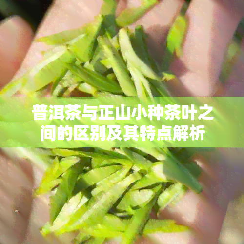 普洱茶与正山小种茶叶之间的区别及其特点解析