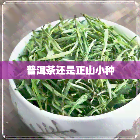 普洱茶还是正山小种