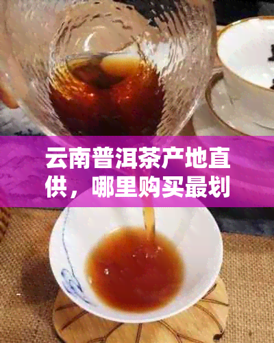 云南普洱茶产地直供，哪里购买最划算？