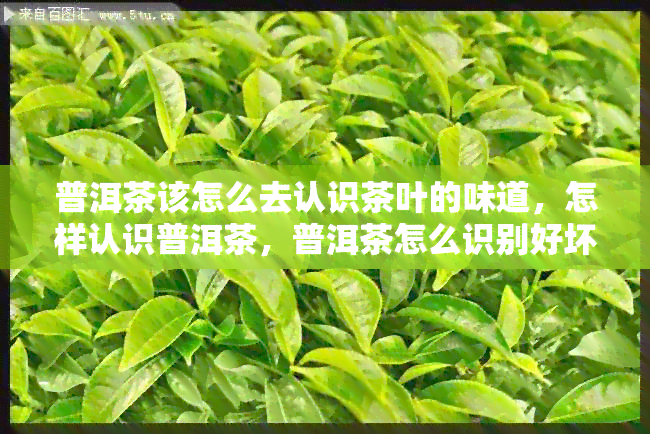 普洱茶该怎么去认识茶叶的味道，怎样认识普洱茶，普洱茶怎么识别好坏