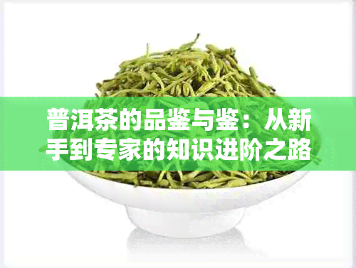 普洱茶的品鉴与鉴：从新手到专家的知识进阶之路