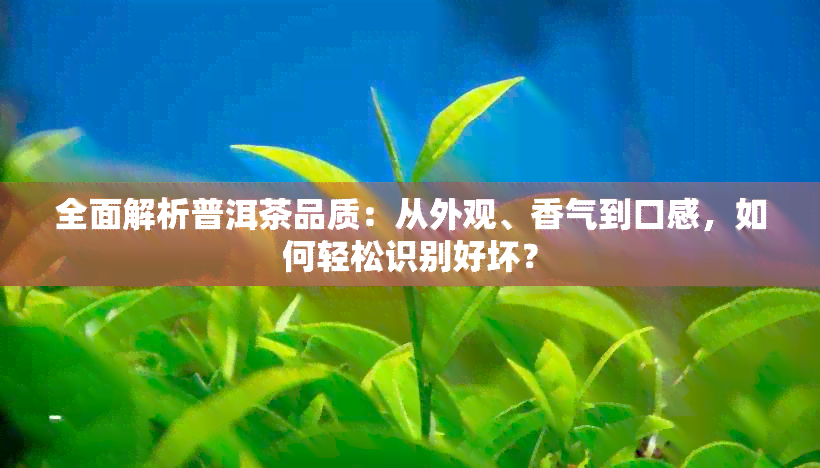 全面解析普洱茶品质：从外观、香气到口感，如何轻松识别好坏？