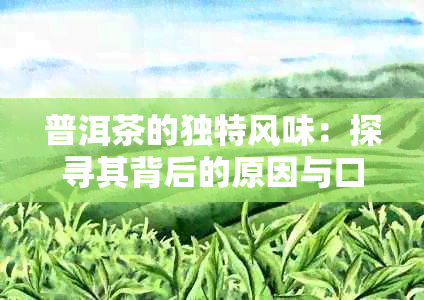 普洱茶的独特风味：探寻其背后的原因与口感差异