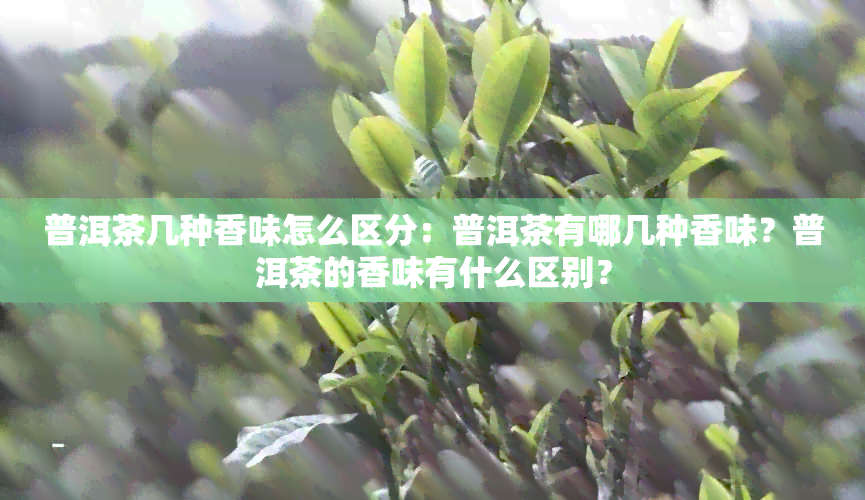 普洱茶几种香味怎么区分：普洱茶有哪几种香味？普洱茶的香味有什么区别？