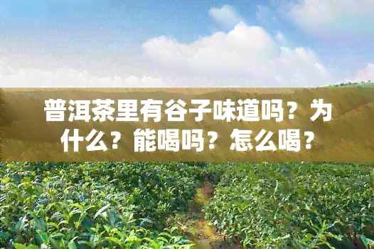 普洱茶里有谷子味道吗？为什么？能喝吗？怎么喝？