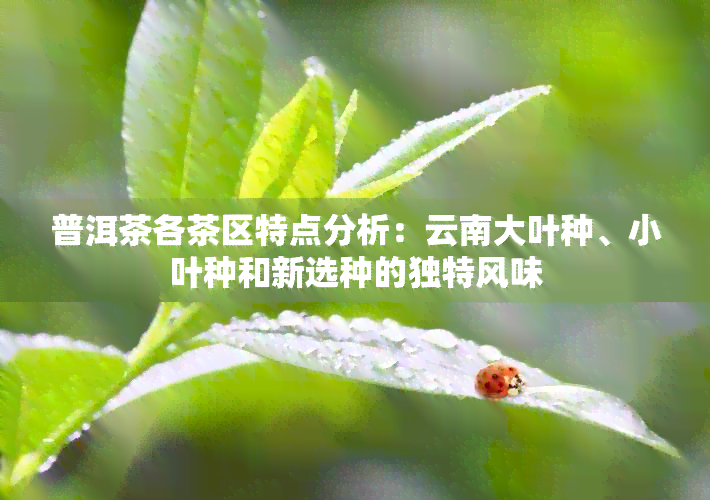 普洱茶各茶区特点分析：云南大叶种、小叶种和新选种的独特风味