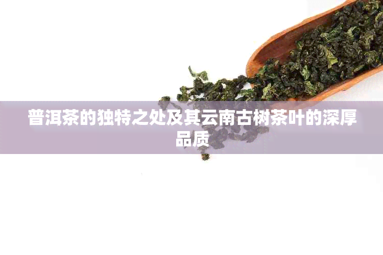 普洱茶的独特之处及其云南古树茶叶的深厚品质