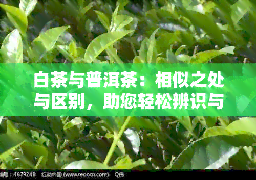 白茶与普洱茶：相似之处与区别，助您轻松辨识与品尝