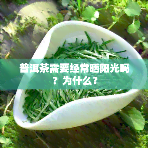 普洱茶需要经常晒阳光吗？为什么？