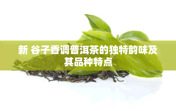 新 谷子香调普洱茶的独特韵味及其品种特点