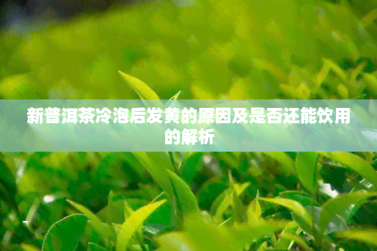 新普洱茶冷泡后发黄的原因及是否还能饮用的解析