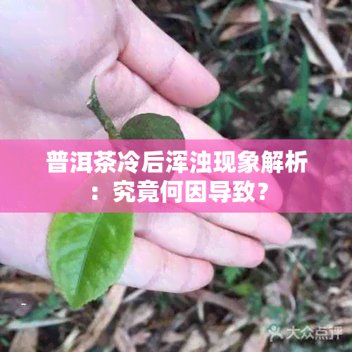 普洱茶冷后浑浊现象解析：究竟何因导致？