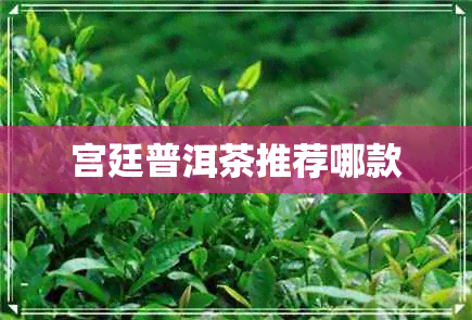 宫廷普洱茶推荐哪款