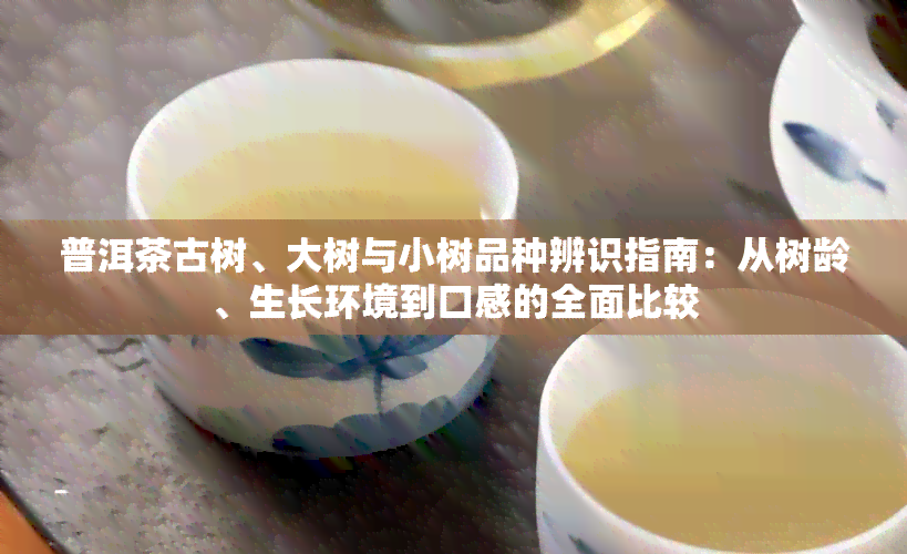 普洱茶古树、大树与小树品种辨识指南：从树龄、生长环境到口感的全面比较