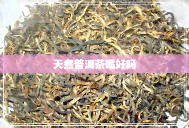 天煮普洱茶喝好吗