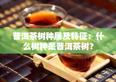 普洱茶树种属及特征：什么树种是普洱茶树？