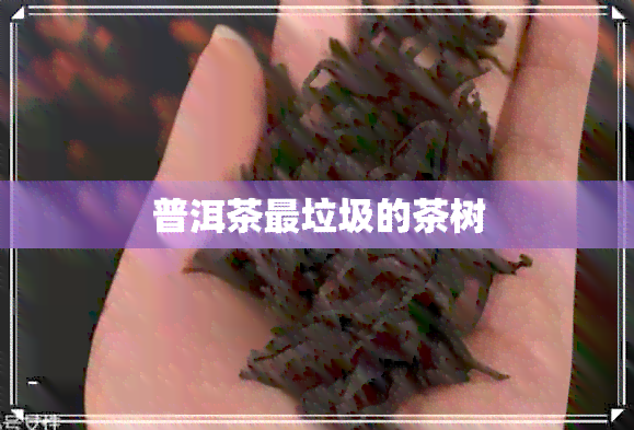 普洱茶最垃圾的茶树