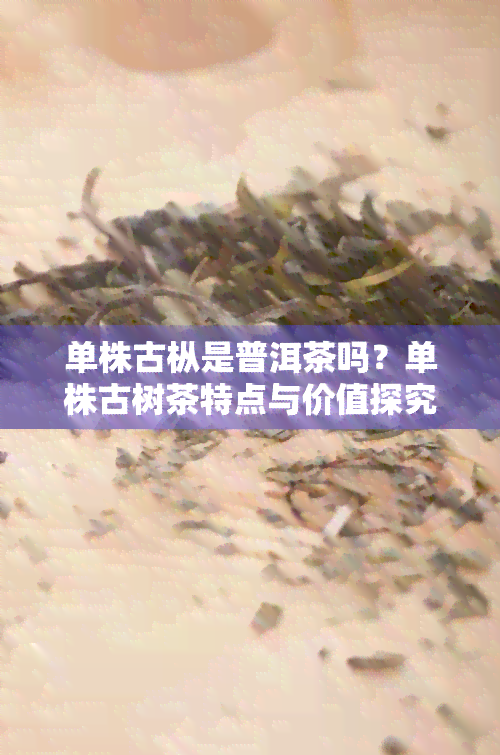 单株古枞是普洱茶吗？单株古树茶特点与价值探究