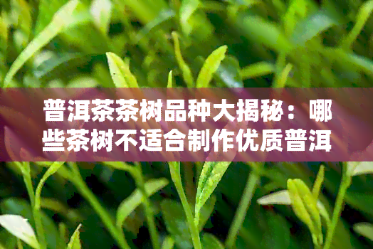 普洱茶茶树品种大揭秘：哪些茶树不适合制作优质普洱茶？