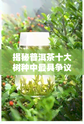 揭秘普洱茶十大树种中更具争议的茶树种类