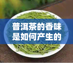 普洱茶的香味是如何产生的？如何鉴别香味浓的普洱茶？