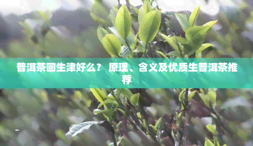 普洱茶回生津好么？ 原理、含义及优质生普洱茶推荐