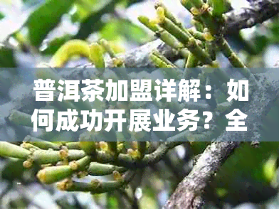 普洱茶加盟详解：如何成功开展业务？全方位了解加盟条件与流程！