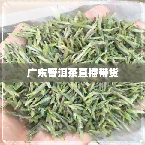 广东普洱茶直播带货