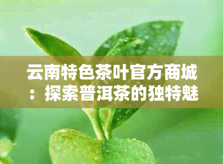 云南特色茶叶官方商城：探索普洱茶的独特魅力