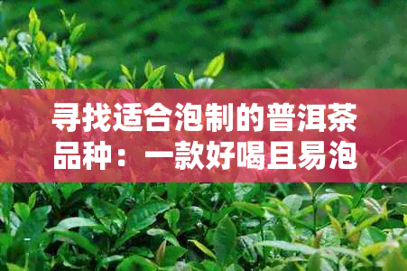 寻找适合泡制的普洱茶品种：一款好喝且易泡的茶品推荐