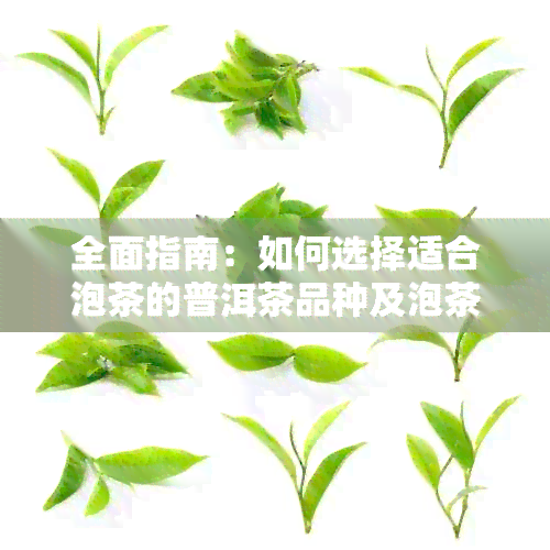 全面指南：如何选择适合泡茶的普洱茶品种及泡茶技巧