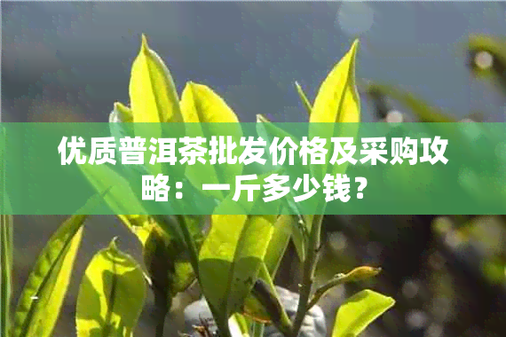 优质普洱茶批发价格及采购攻略：一斤多少钱？