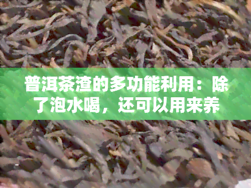 普洱茶渣的多功能利用：除了泡水喝，还可以用来养花吗？