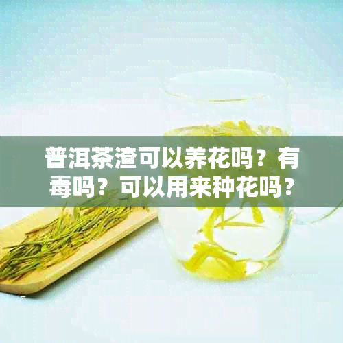 普洱茶渣可以养花吗？有吗？可以用来种花吗？