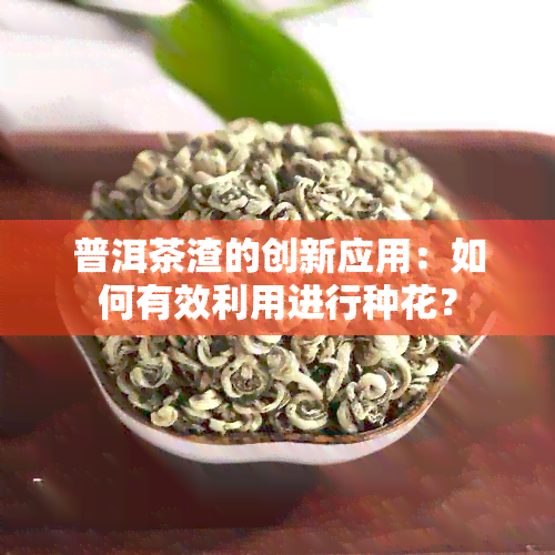 普洱茶渣的创新应用：如何有效利用进行种花？