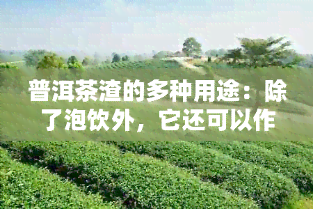 普洱茶渣的多种用途：除了泡饮外，它还可以作为花肥使用吗？