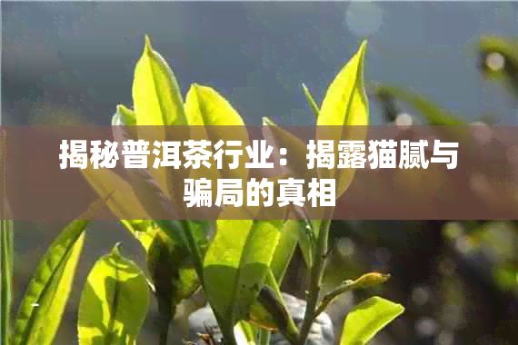 揭秘普洱茶行业：揭露猫腻与骗局的真相