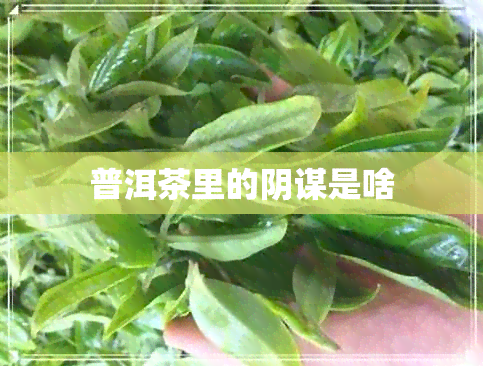 普洱茶里的阴谋是啥