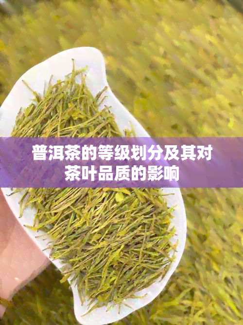 普洱茶的等级划分及其对茶叶品质的影响