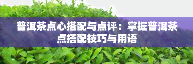 普洱茶点心搭配与点评：掌握普洱茶点搭配技巧与用语