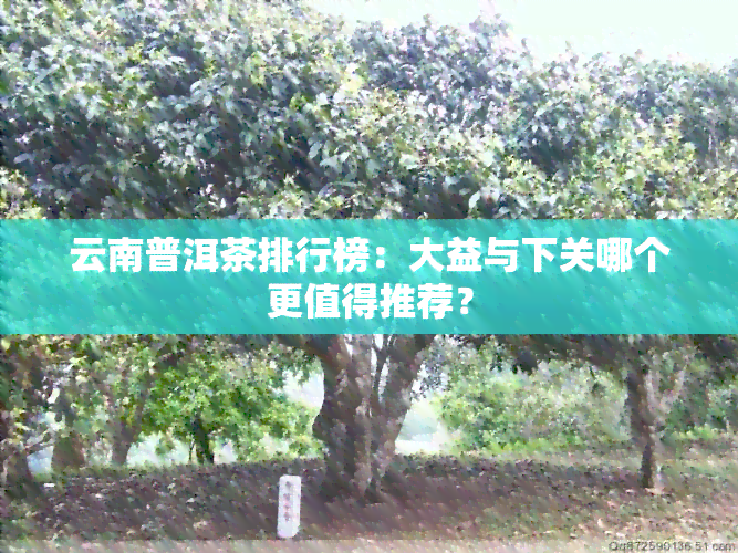 云南普洱茶排行榜：大益与下关哪个更值得推荐？