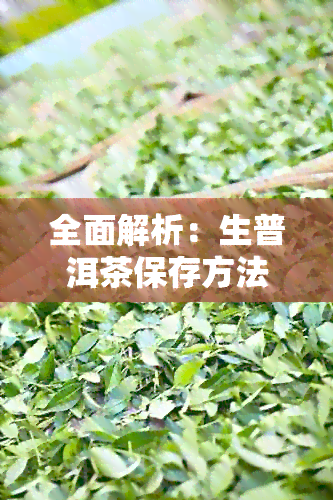 全面解析：生普洱茶保存方法，让你的茶叶长久保持新与香醇