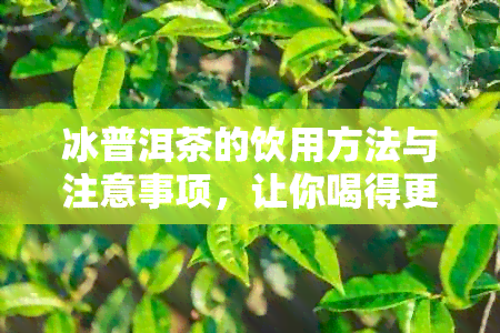 冰普洱茶的饮用方法与注意事项，让你喝得更放心！