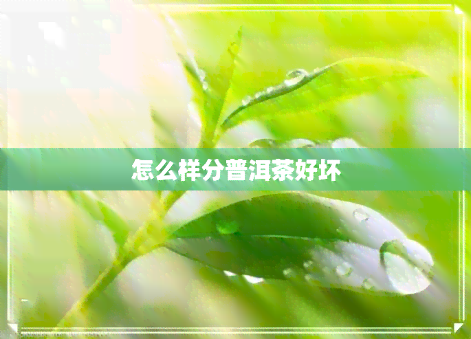 怎么样分普洱茶好坏