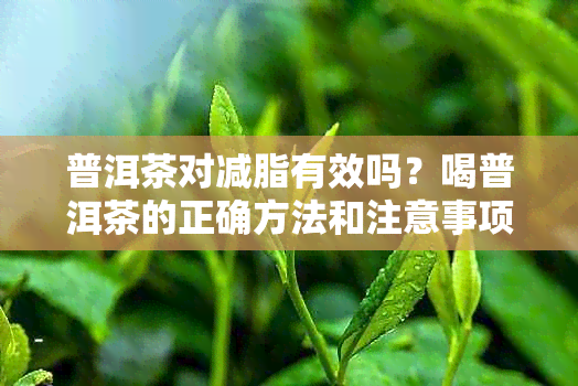 普洱茶对减脂有效吗？喝普洱茶的正确方法和注意事项是什么？