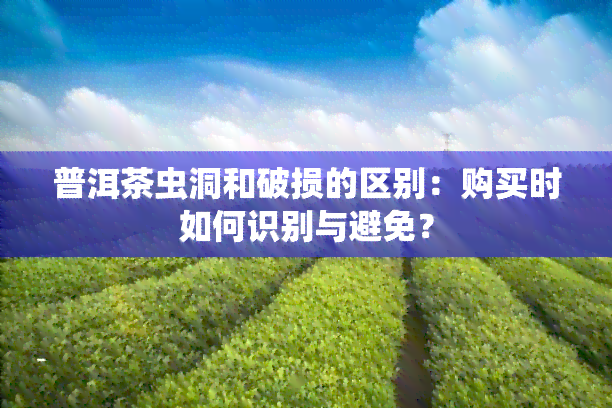 普洱茶虫洞和破损的区别：购买时如何识别与避免？