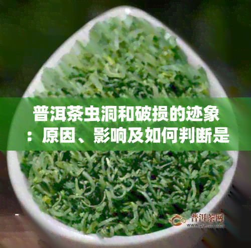 普洱茶虫洞和破损的迹象：原因、影响及如何判断是否可饮用